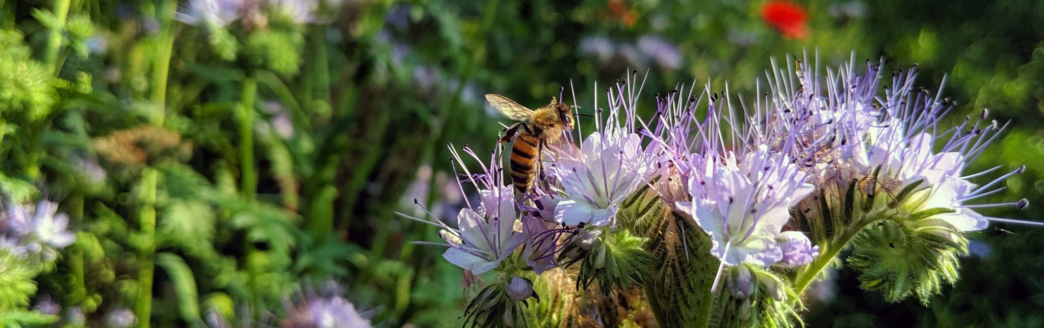 Biene auf lila Phacelia-Blüte